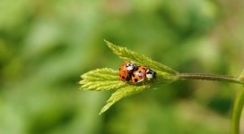 在绿叶上交&配的瓢虫壁纸