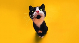 大黄背景下有趣的猫