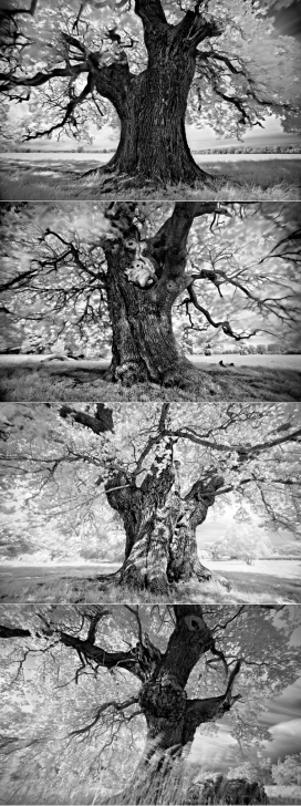 大树的黑白肖像-英国伦敦Martin Stavars地理人文摄影师作品