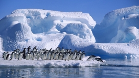 雪山下的企鹅大家庭