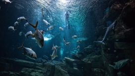 海洋鱼类摄影-法国巴黎Romain Carre摄影师作品