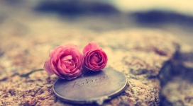 爱的表达-迷你玫瑰壁纸