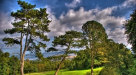 夏天被风刮斜的大树