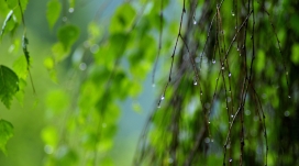 夏天的湿树枝