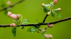 被雨水洗刷过的春芽树枝