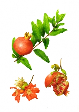 Botanical绿色植物果子插画-意大利佛罗伦萨Irene Laschi插画师作品