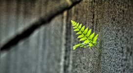 高清晰墙壁上的小蕨类植物