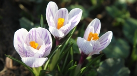 美丽的白番红花