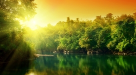 郁郁葱葱的绿色森林日出