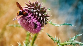 亚美尼亚久姆里紫色植物