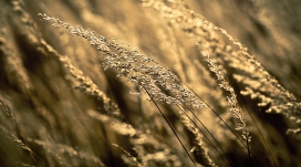 炎热的夏天-芦苇穗