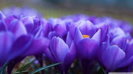 春天紫色的花朵
