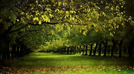 秋天的绿色核桃果园