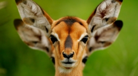 野生动物-羚羊鹿