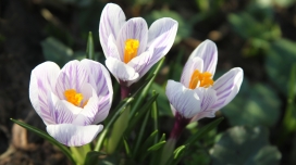 美丽的白番红花