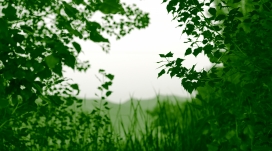 自然的绿色空架