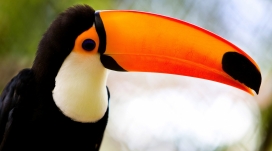 加勒比海巨嘴鸟