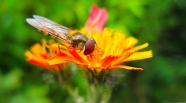 在橘子黄花上的食蚜蝇