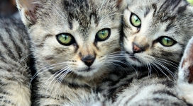 可爱的两只猫自拍壁纸