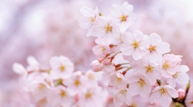 绯红的云层-唯美的樱花