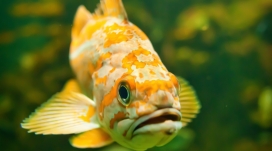 漂亮可爱的海洋黄花鱼