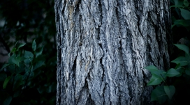 粗大树干特写壁纸