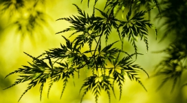 翠绿黄小针叶子