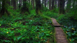 美丽的森林老路