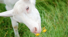 花的香味-在吃花草的羊牛