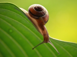 叶蜗牛