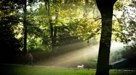 乌得勒支森林公园光束