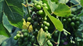 青葡萄水果壁纸