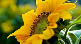 微距下的向日葵写真壁纸