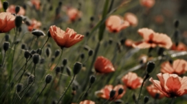 新的一天-复古杜鹃花壁纸