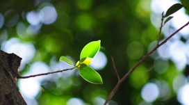 微距下的春天嫩叶树枝