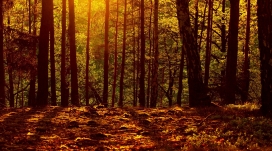 撒满阳光的树林