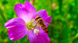 https://www.2008php.com/采花粉的蜜蜂