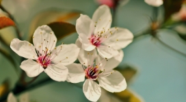 微距下的白色樱花