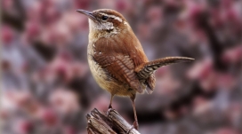 站在枯枝上的勇敢小鸟