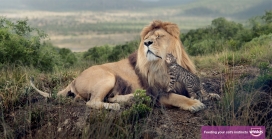 Whiskas伟嘉猫粮宠物食品平面广告