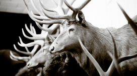 长长鹿角羚羊黑白壁纸