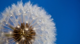 微距蒲公英壁纸