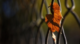 铁丝网上的孤叶