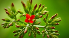 漂亮的绿叶红花蕾