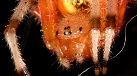 微距下的蜘蛛脚壁纸