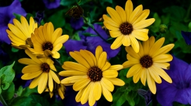 一堆黄色小花壁纸