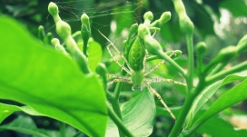 绿色中的伪装猞猁蜘蛛壁纸