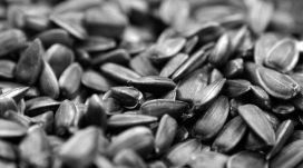 葵花籽黑白壁纸