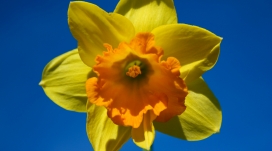 阳光明媚的春天