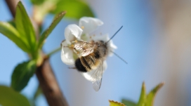 采蜜的蜜蜂壁纸